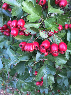 Hawthorn berries in the kitchen garden