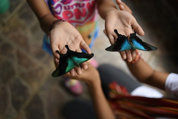  is the biggest butterfly garden inward Bali as well as too inward Republic of Indonesia as well as Southeast Asia for the  Awesome Bali Butterfly Park (Taman Kupu Kupu Bali) inward Tabanan Regency