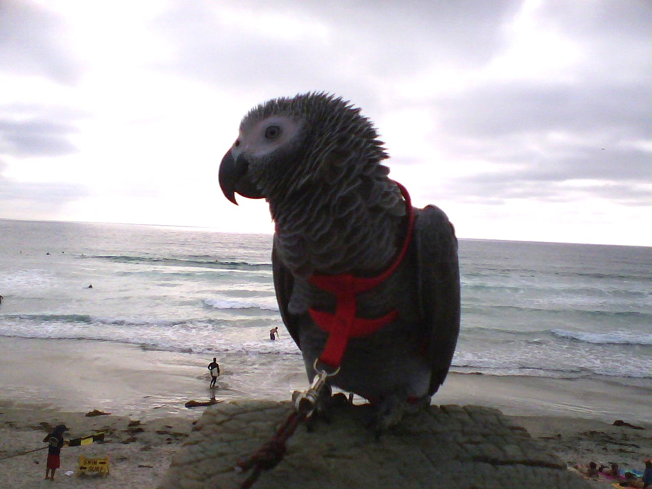 Bird In Everything Leashes For Birds