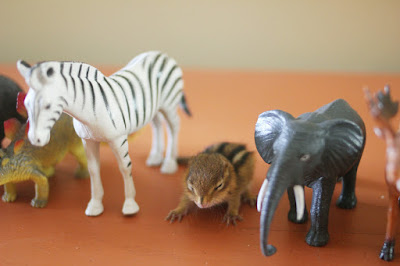 very young chipmunk standing with some plastic animal toys