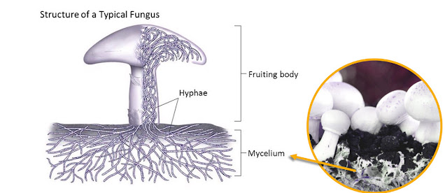 Pict: The threadlike mycelium, often hidden beneath soil or vegetation, absorbs nutrients. Pict: The threadlike mycelium, often hidden beneath soil or vegetation, absorbs nutrients.