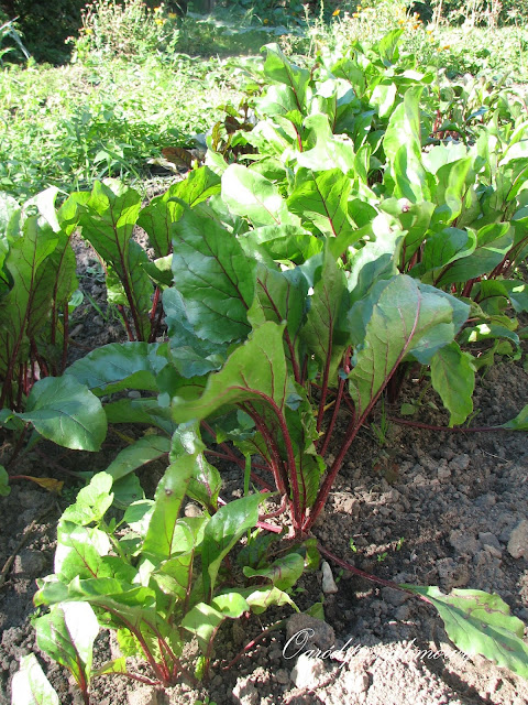 planowanie warzywnika, ogród przydomowy