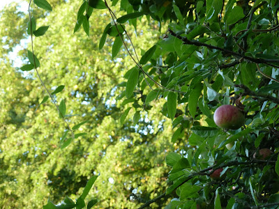Apples on tree September 2013