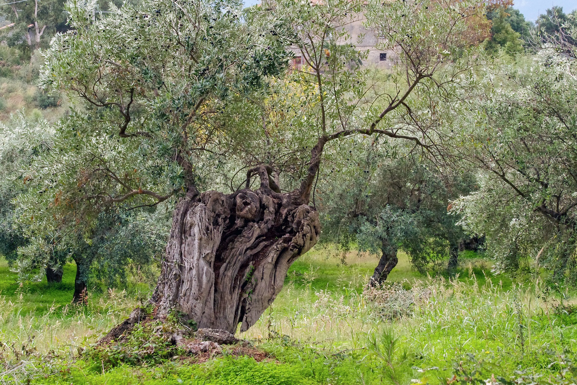 Growing Olive Trees