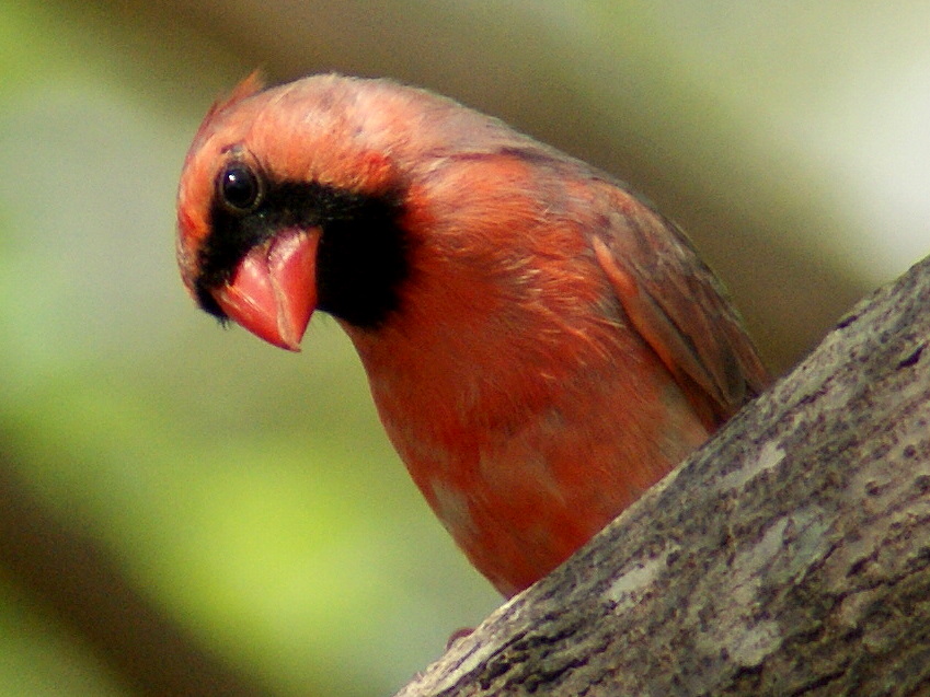 SE Texas Birding & Wildlife Watching The Red Bird