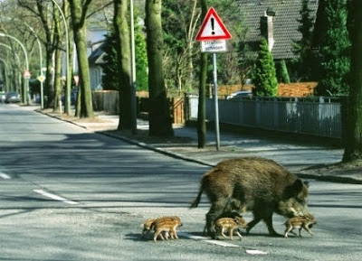 La Gaule, 2 millions de sangliers ! La Gaule, 2 millions de sangliers !