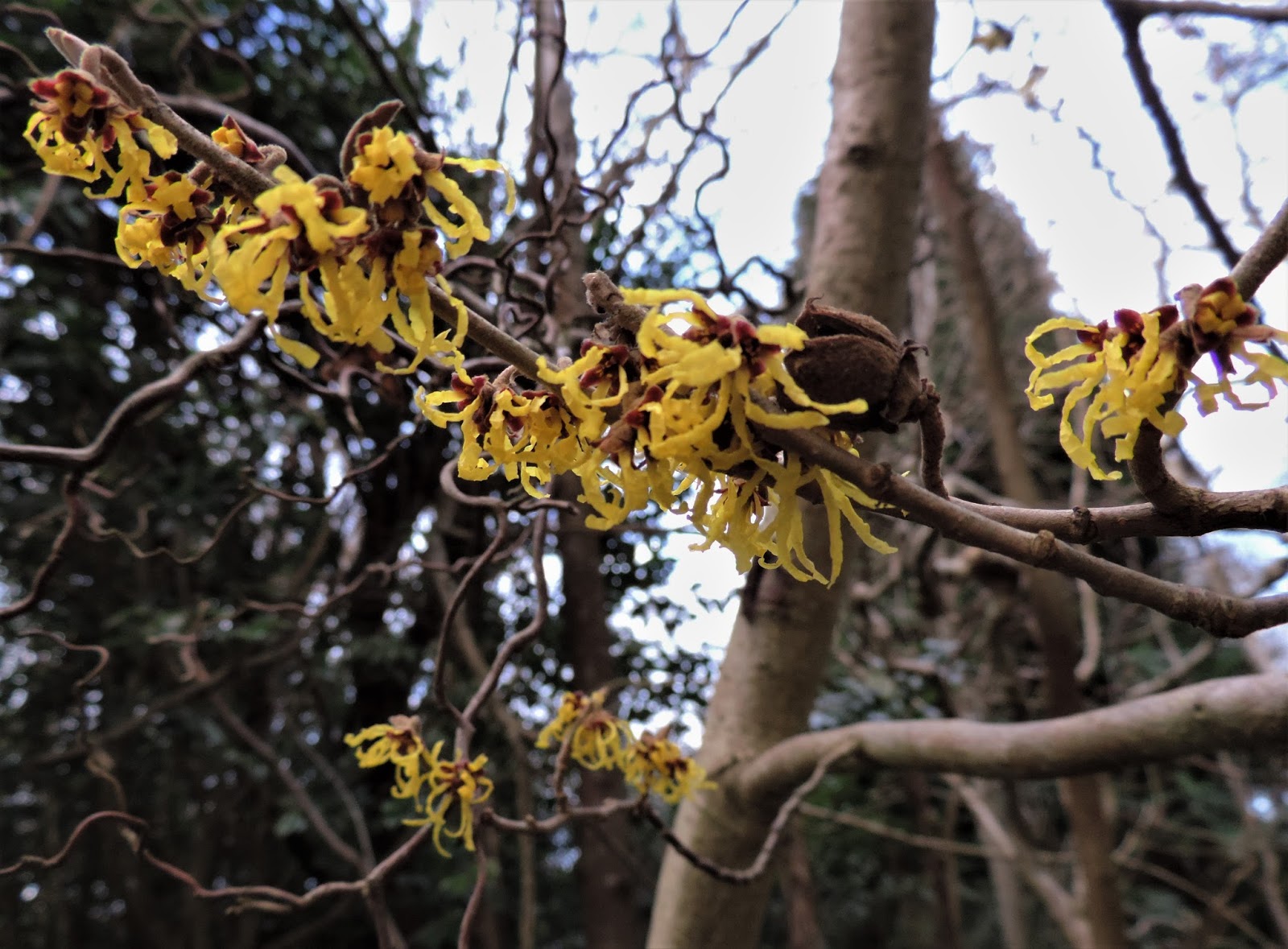 Ramblings Of A Naturalist January 2018