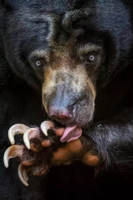 El oso malayo tiene enormes garras. Datos interesantes de animales.