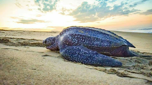Protegen más de 2.4 millones de nidos de tortuga en Oaxaca Protegen más de 2.4 millones de nidos de tortuga en Oaxaca