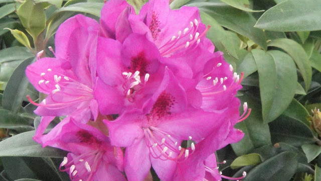 Full Bloomed Pink Rhododendron Flower Bud