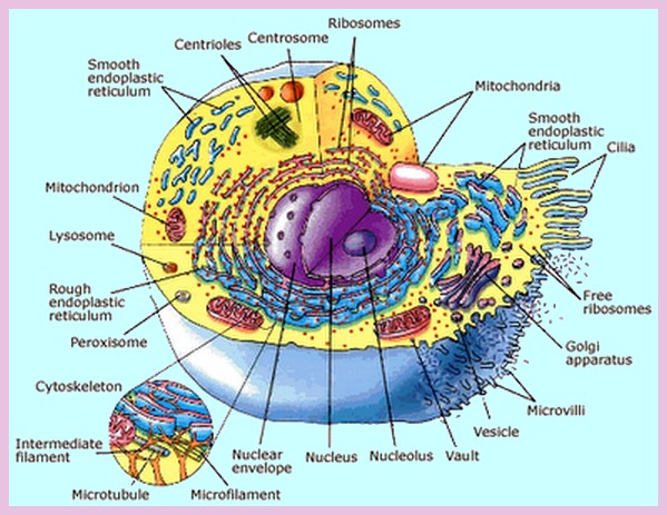 костная ткань остеокласты гистология. методы механического разрушения клеток. терминоэлементы в латинском языке. разрушение клетки. медицинский русско латинский атлас анатомия человека.