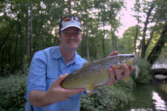Caney Fork brown trout