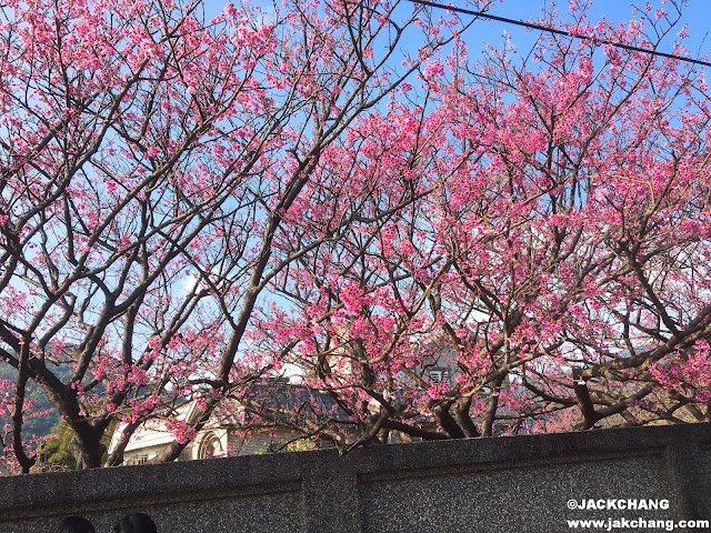 Cherry blossoms