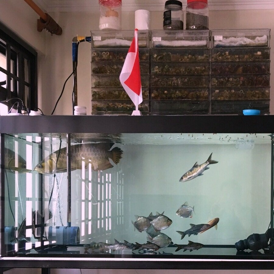 Freshwater Monster Fish Tank Philosophical Fishkeeper