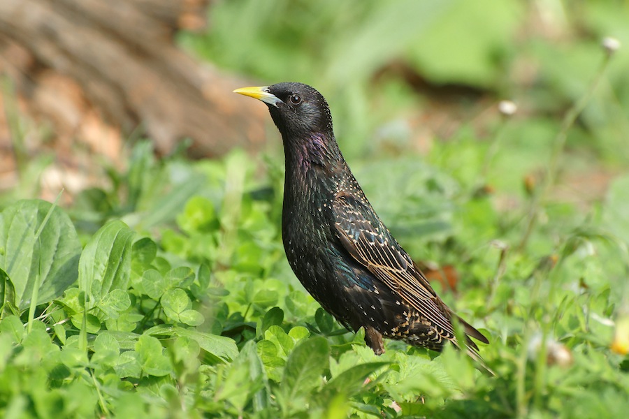 http://1.bp.blogspot.com/-mr4XJVDoNsE/UfQaTmC7JaI/AAAAAAAAWeg/slqy8xx5i1Q/s1600/+2.+European+starling+.jpg