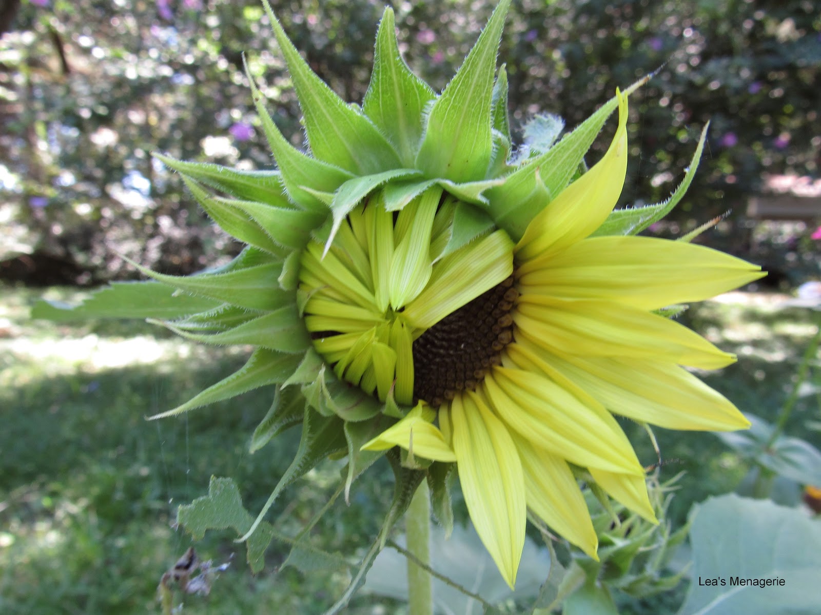 Lea�s Menagerie Garden Bloggers� Bloom Day, August 2015