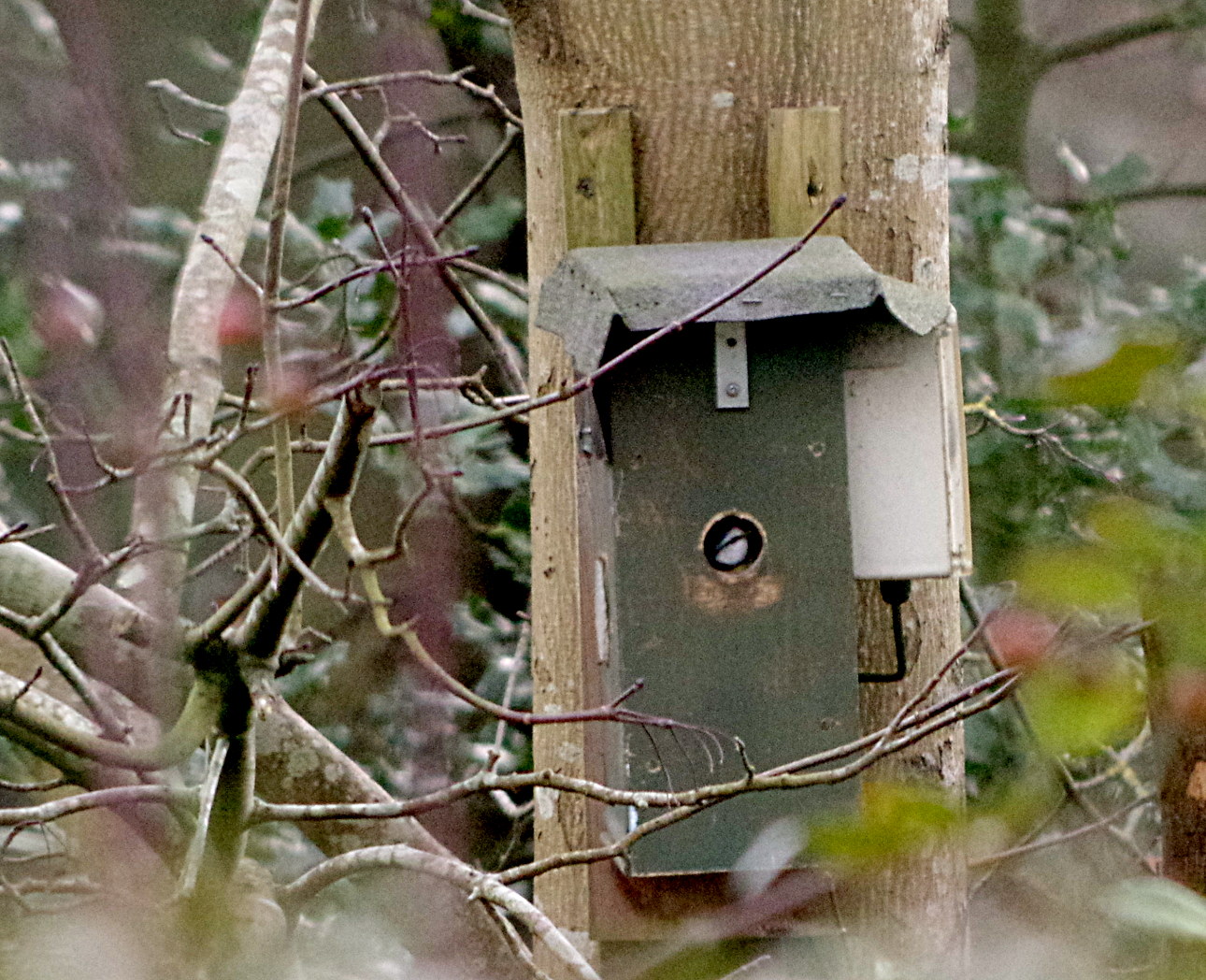 Captain Bodgit Birdbox 2019 Early Interest Plus Hog Bats