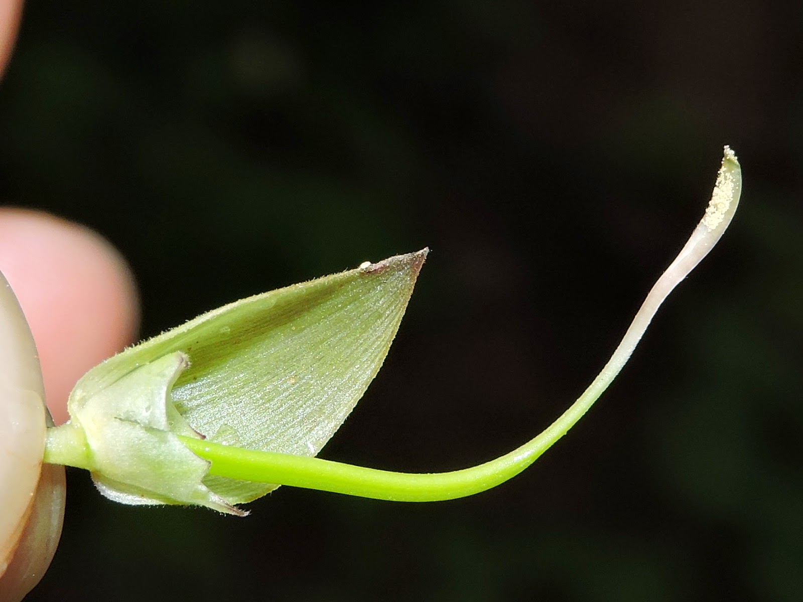 The Flowering plants (Leguminosae Fabaceae) Fabaceae Centrosema