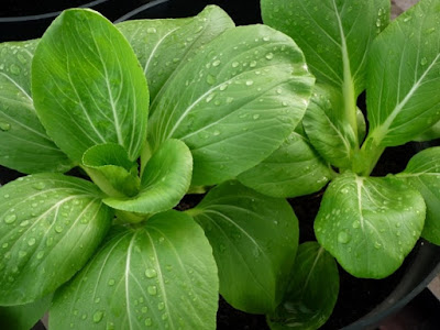 Jenis Sayuran Yang Aman Untuk Lovebird Samlovebird