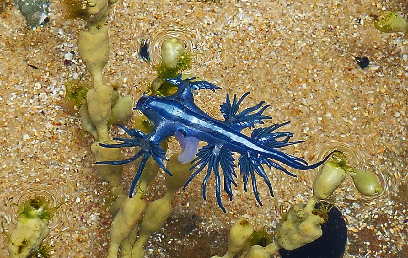 Голубой дракон брюхоногий моллюск