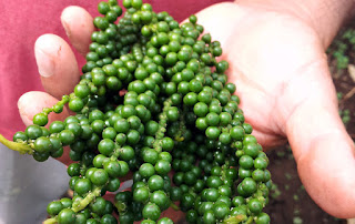 fresh green peppercorn