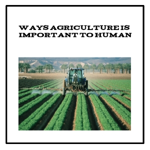 Ways Agriculture is Important to Human