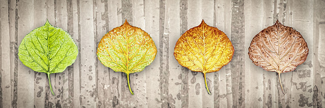 http://aaronspong.com/featured/aspen-leaf-progression-forest-bachground-aaron-spong.html