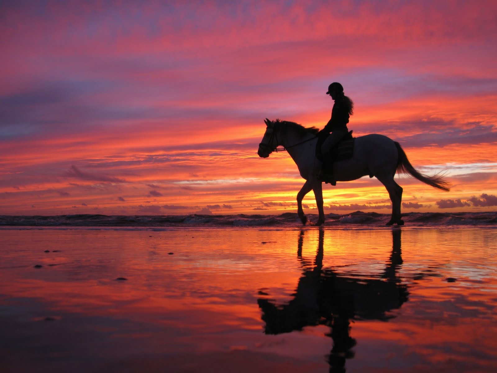 Beach horses