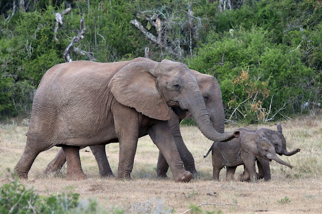 Самки африканских слонов всё чаще обходятся без бивней