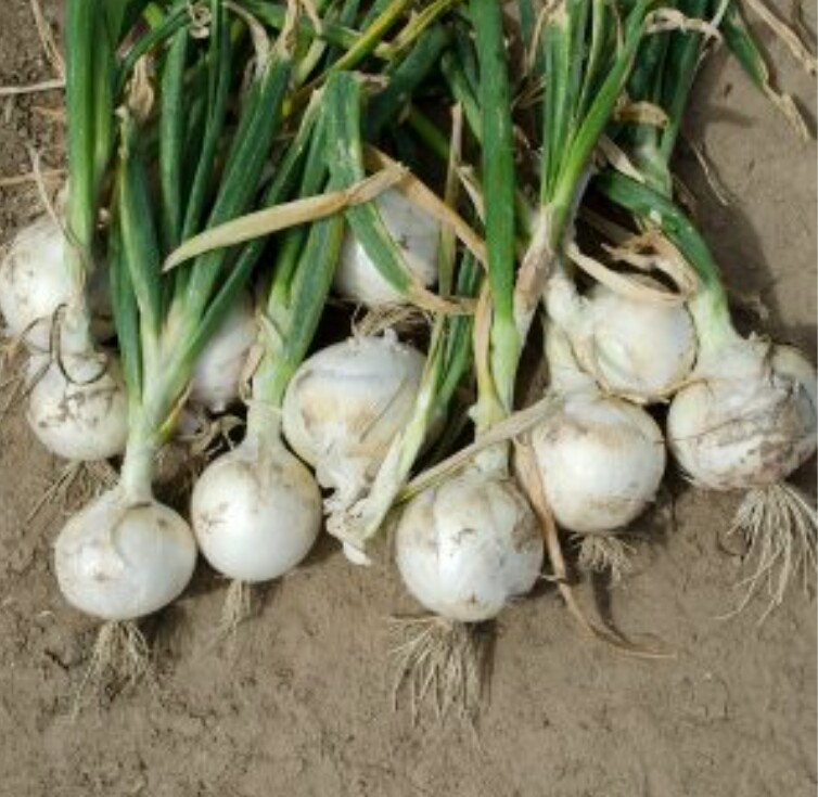 How to Grow Onions Profitably in Southern Nigeria