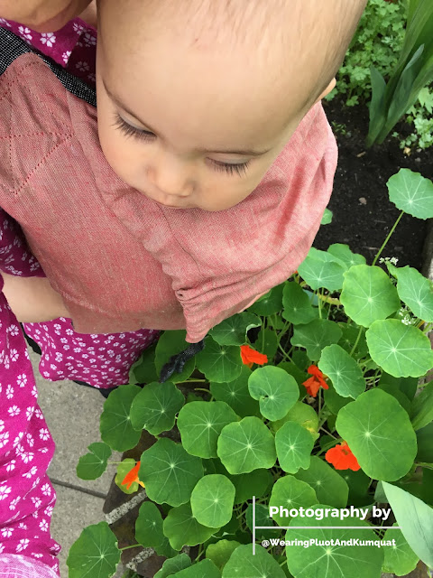 [Image of me, a light tan skin bespectacled Asian woman, wearing a disgruntled toddler comfortably on my front in a dusty peachy onbuhimo. We are outside on a cloudy day getting fresh air while checking out our green-leaf orange-blossom nasturtiums.]