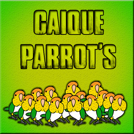 Caique Parrots Escape