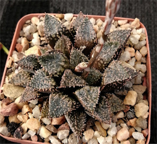 Haworthia 