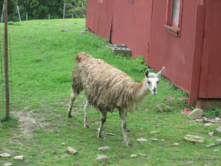 An Exotic Animal PhotoJournal on Homeschool Coffee Break @ kympossibleblog.blogspot.com - our field trip to the East Coast Exotic Animal Rescue  (see: eastcoastrescue.org )