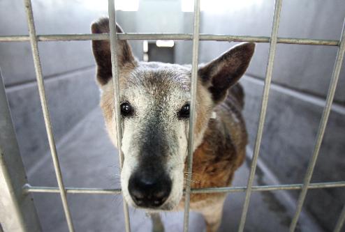 Animal Control: The Differences : Animal Control Vs Humane Society!!!!!