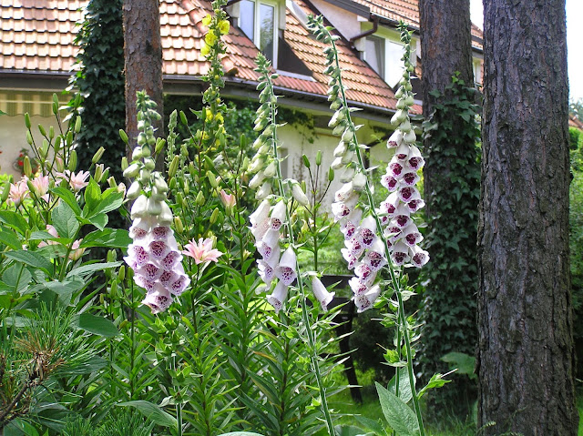 digitalis purpurea Foxy Hybrid