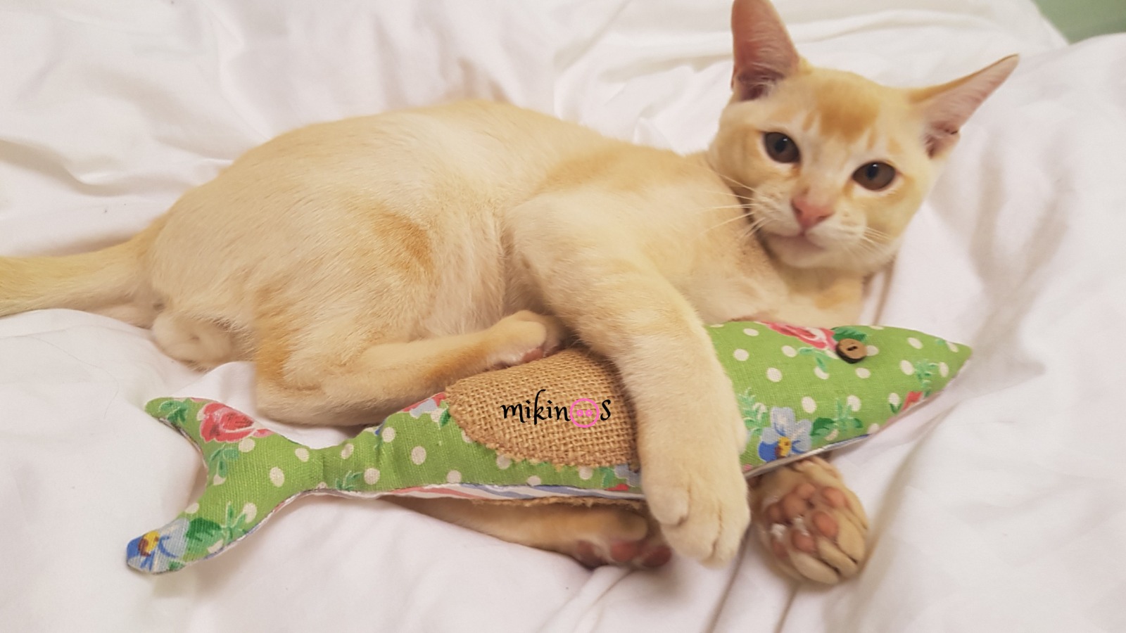 DIY cat toy fish; cat toy tutorial