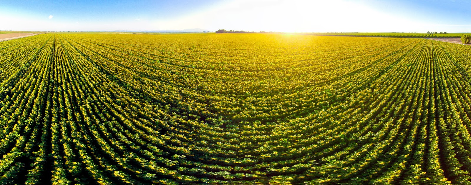 Anthony Dunn Photography Aerial Views of Sunflowers in the Sacramento