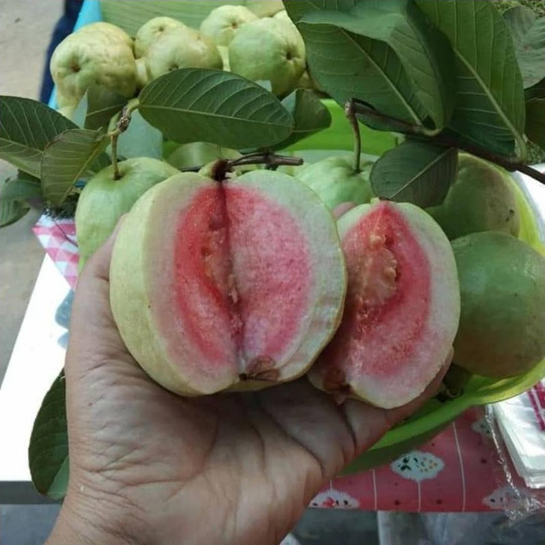 BIBIT JAMBU SUKUN MERAH Palu