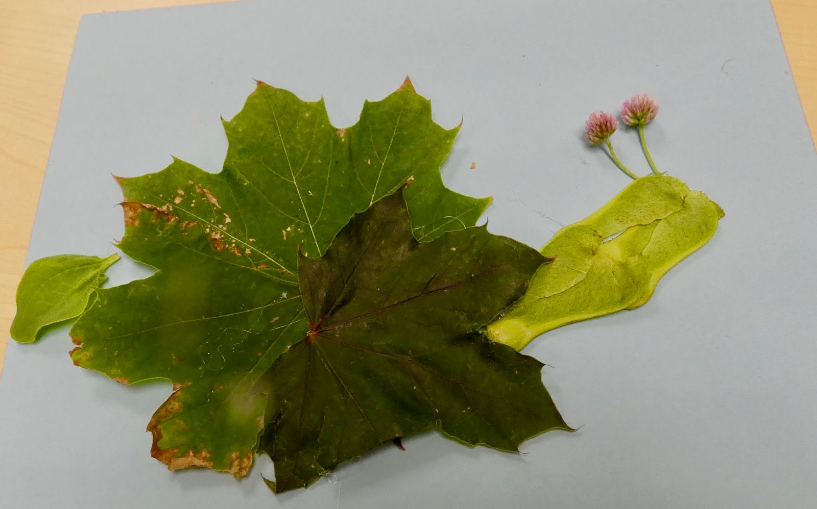 Integrating Art and Science Second Grace Science Activity Teaching