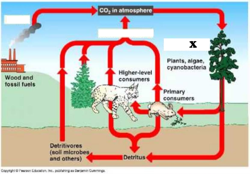 Perhatikan gambar daur karbon berikut! - LOKER-LOWONGAN KERJA CPNS BUMN