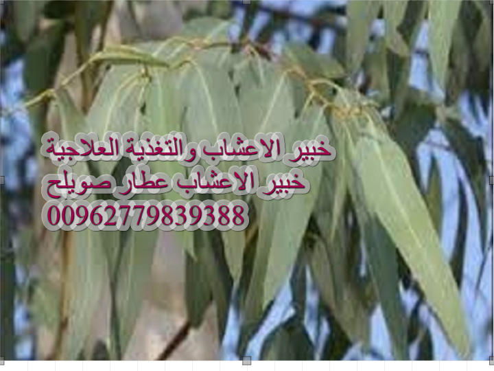 الكافور للرجال