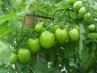 5 Manfaat Tomat Untuk Kesehatan