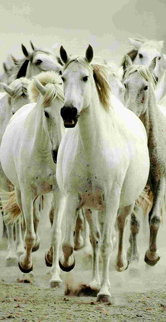 خلفيات خيول بيضاء للايفون