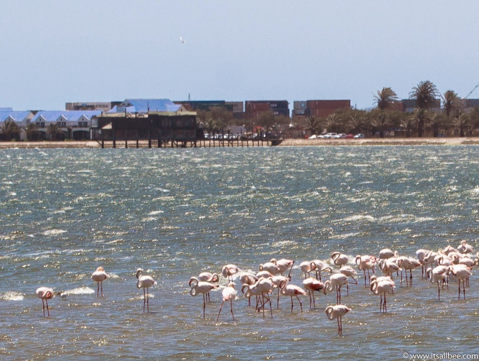 Walvis Bay Namibia | walvis bay flamingos