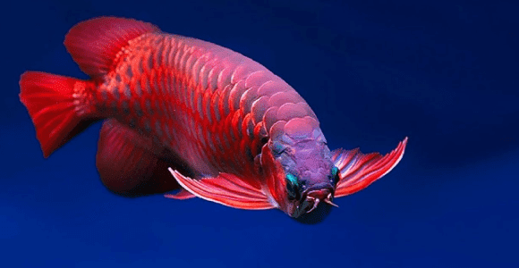 10 Ikan Hias Air Tawar Terindah Yang Bisa Dipelihara ...