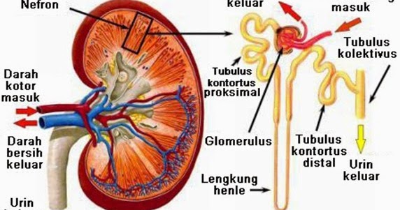 Contoh LKS (Lembar Kerja Siswa) Pengamatan Proses