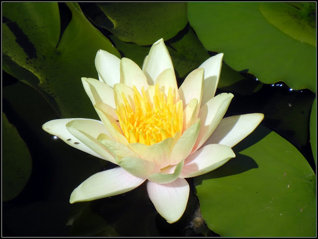 A water lily at the Olbrich Botanical Gardens in Madison, Wisconsin