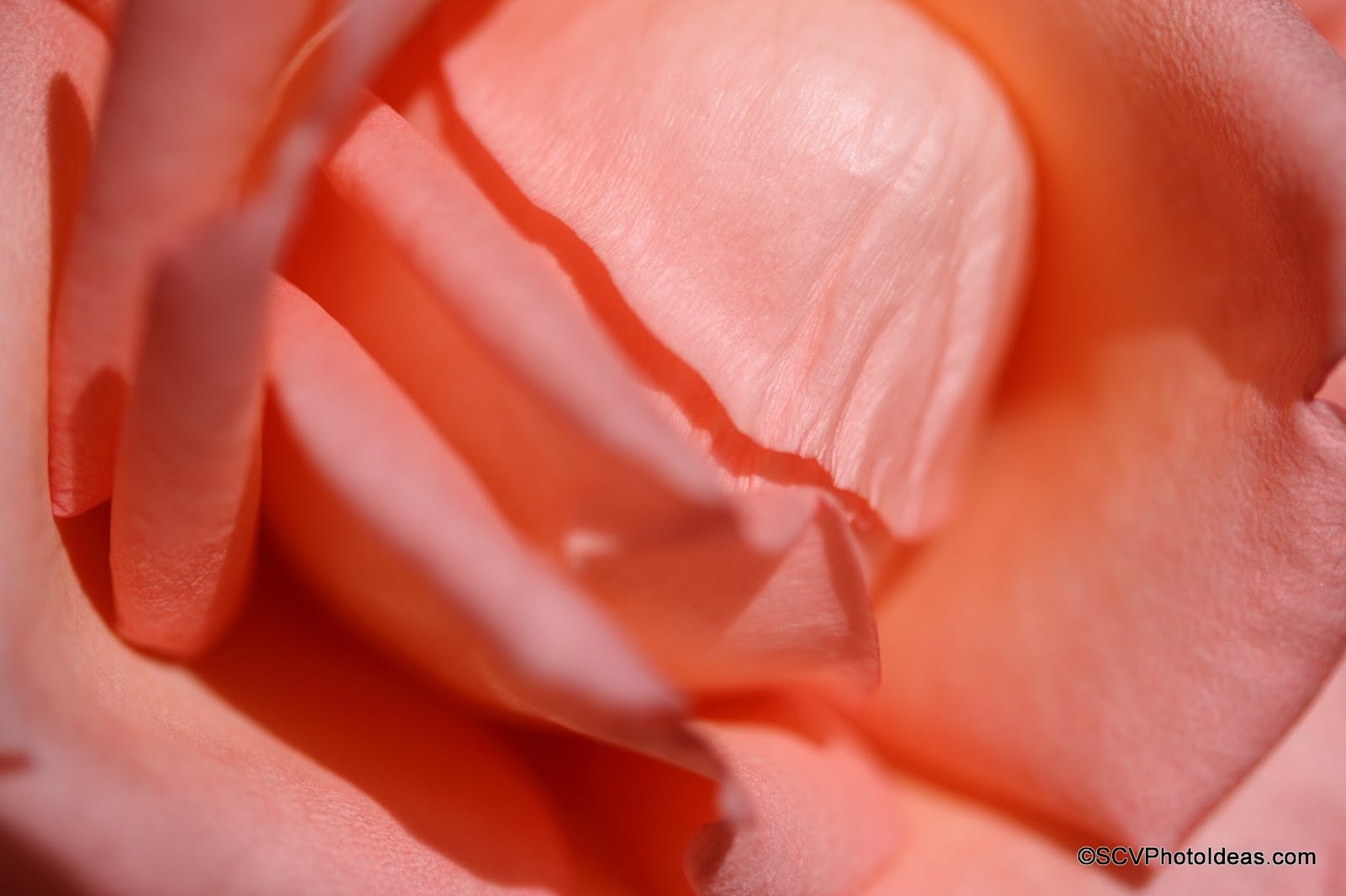 S.C.V. Photography Ideas Playing with Changing Sunlight on Roses