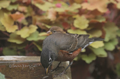 This image features an adult male American robin and a young house sparrow, whose gender is probably female (too young to tell for sure as full features are not developed). They are perched on a concrete bird bath that is on the floor of my garden.  Only the rim of the birdbath and water inside of it is visible in this image. Both birds are on the right side of the image. The robin is in front of the sparrow and appears to be taking a drink as his yellow bill is reaching into the water. The little sparrow is behind him and only the bill and top portion of the head are visible.  Foliage (that is in yellowish and pale green tones ) from a Heuchera plant is behind the birds. Both these bird types are featured in my book series."Words In Our Beak." Info re the book is on my blog @ https://www.thelastleafgardener.com/2018/10/one-sheet-book-series-info.html